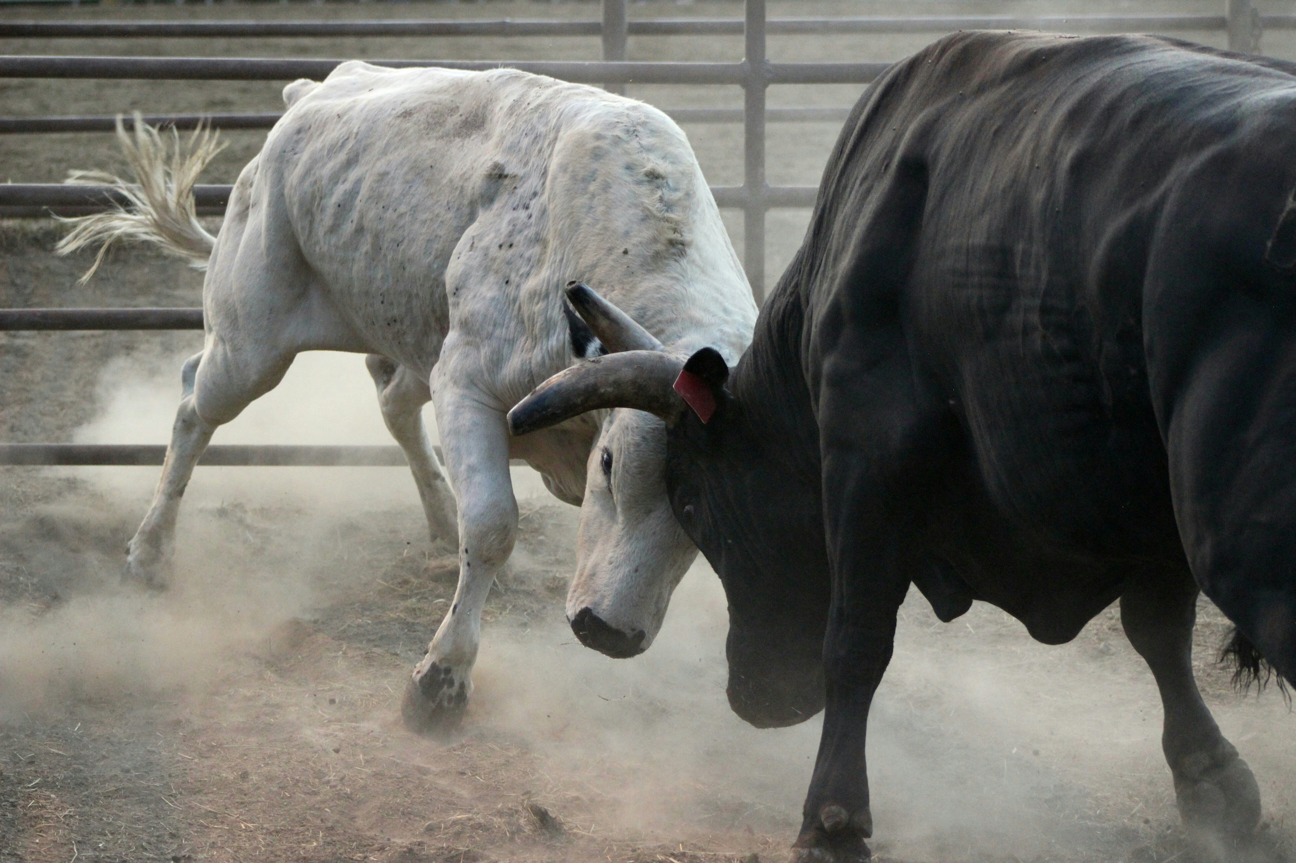 2-bull-photography-tKrIU01WDfM-unsplash
