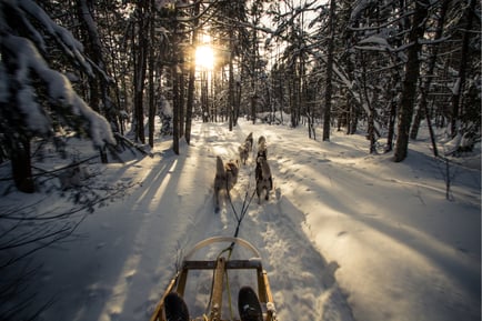 dogsled-dog-sledding-activities-winter